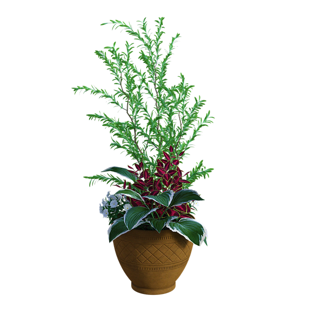 감귤나무 키우는 법 실내에서도 기를 수 있는 감귤나무